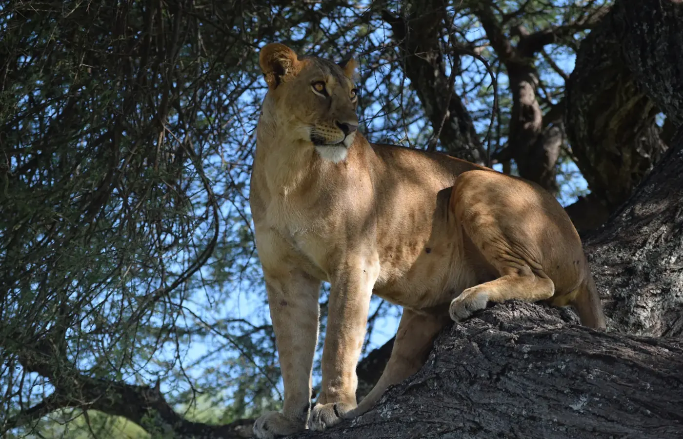2-Day Premier Family Safari Tarangire Ngorongoro and Lake Manyara Safari From Zanzibar image 1