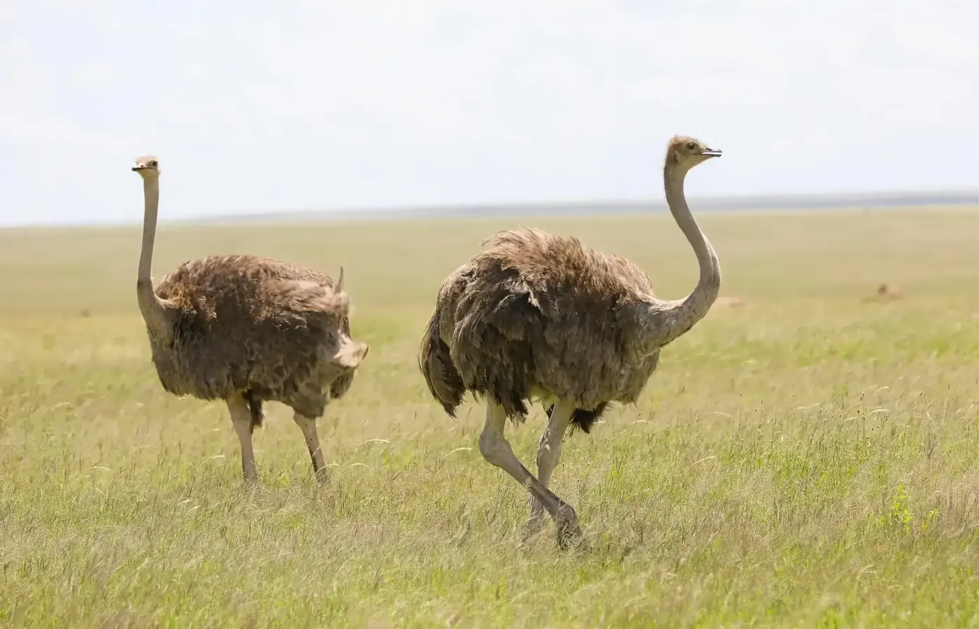 7-Day Discover Private Safari Northern Circuit Safari From Arusha image 1