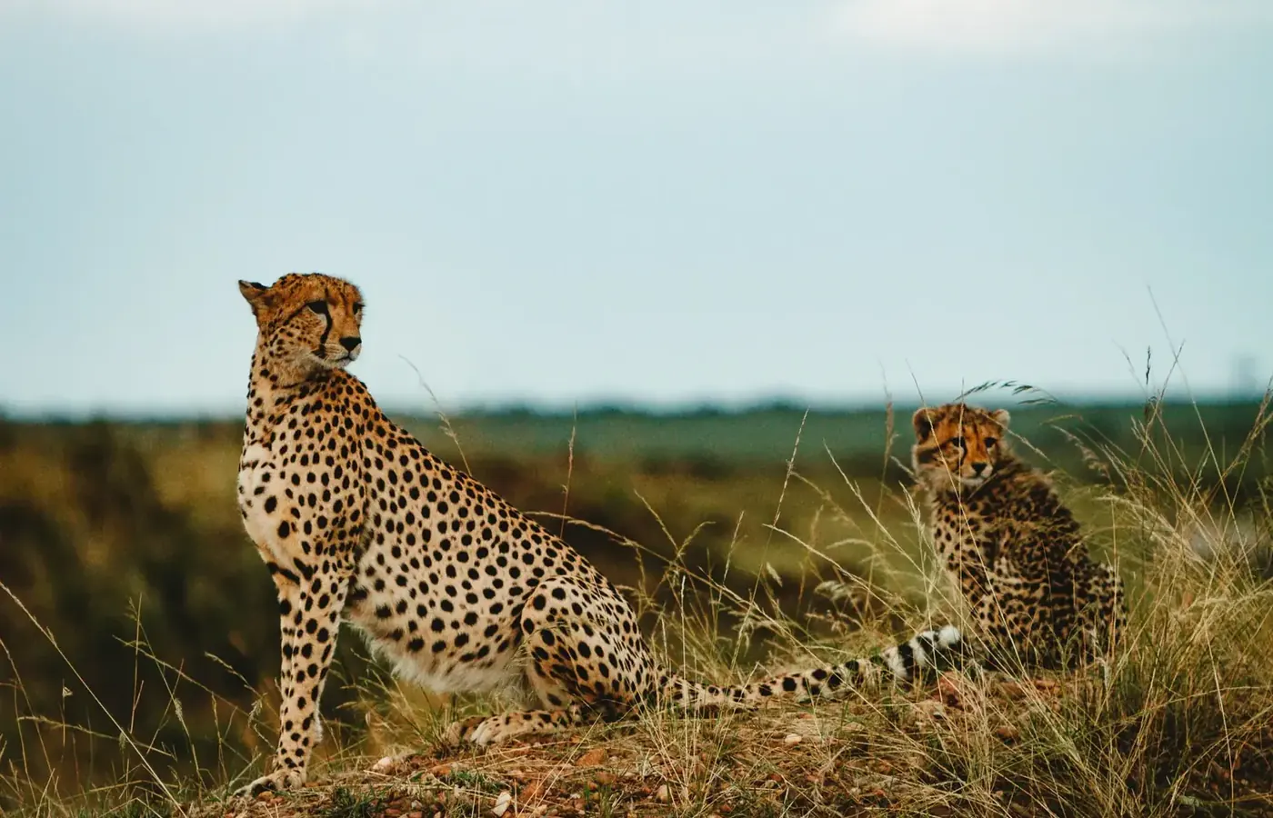 8-Day Private Honeymoon Ndutu Calving Season Safari From Zanzibar image 1