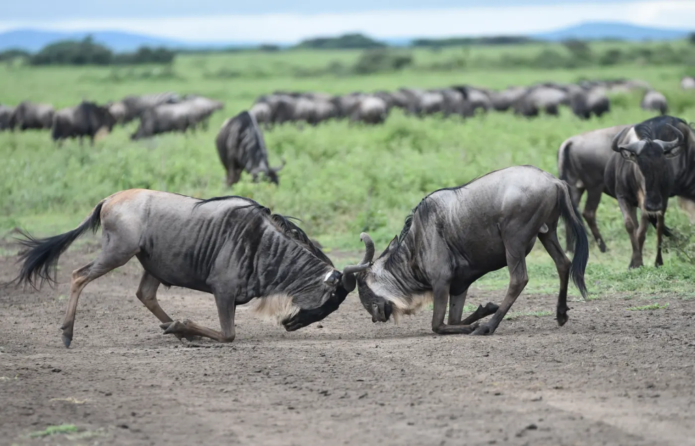 8-Day Classic Honeymoon Rwanda Gorilla Trekking and Akagera Safari From Zanzibar image 1