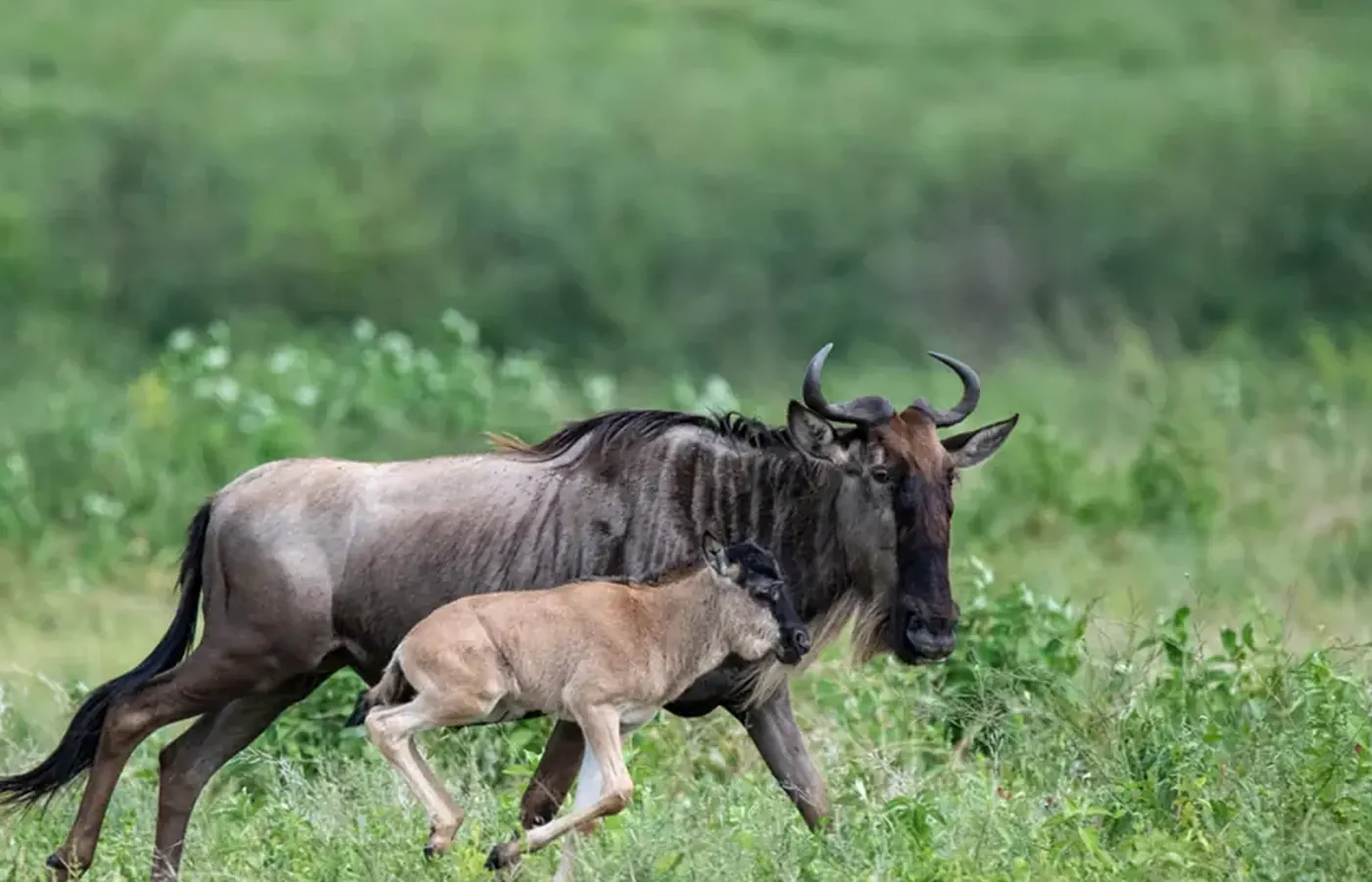 4-Day Discover Group Joining Ndutu Calving Season Safari From Arusha image 1