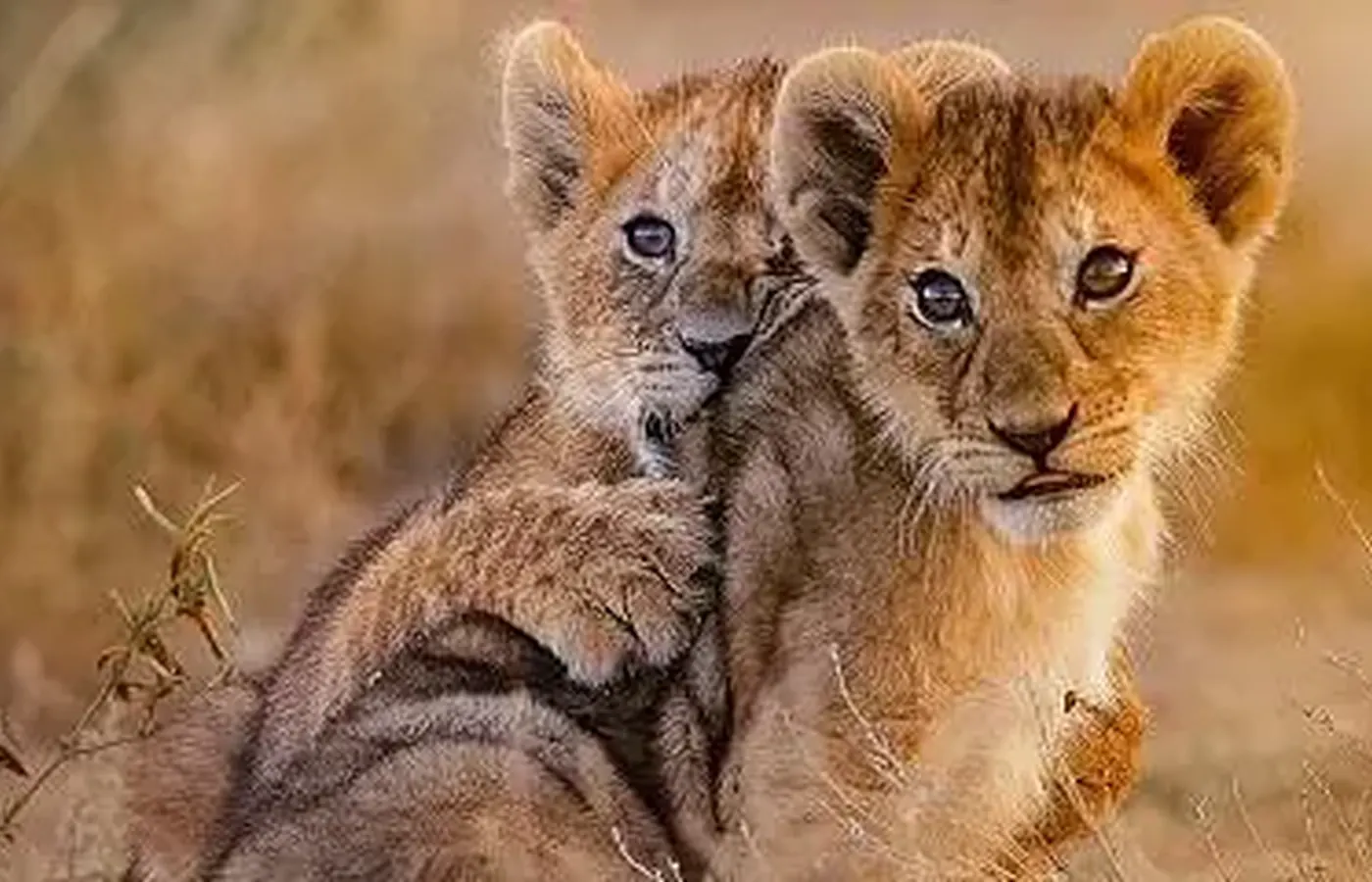 5-Day Private Budget Friendly Ndutu Calving Season Safari From Moshi image 1