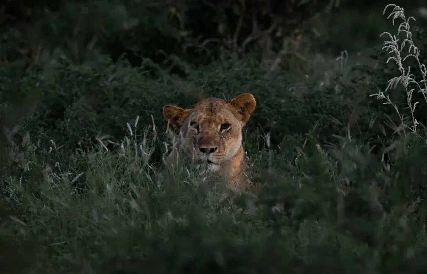 6-Day Private Great Migration Ndutu Calving Season Safari with Flexible Start image 1