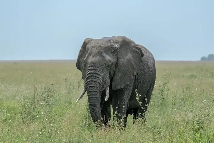 5-Day Affordable Fly-In Rwanda Uganda Gorilla and Wildlife Journey with Flexible Start image 5