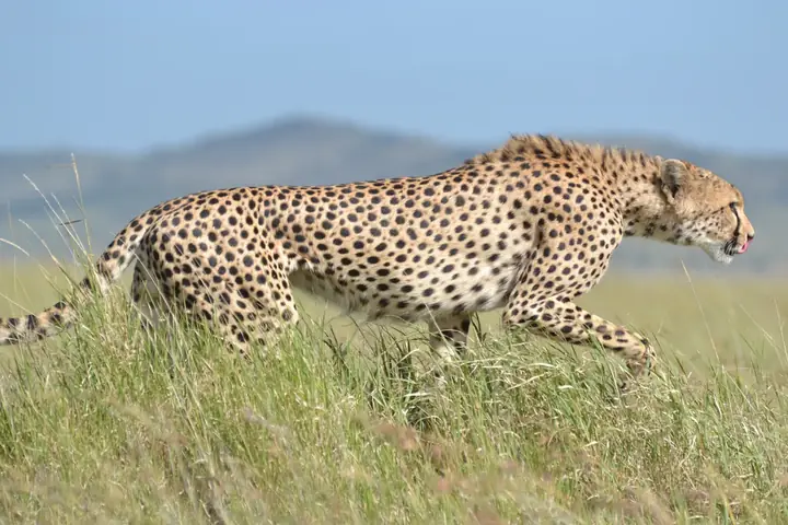 5-Day Private Family Safari Southern Tanzania Ruaha and Nyerere Safari From Kigali