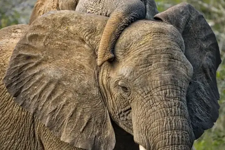 5-Day Signature Family Safari Tarangire Ngorongoro and Lake Manyara Safari From Moshi image 2