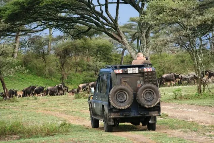 Gorilla trekking