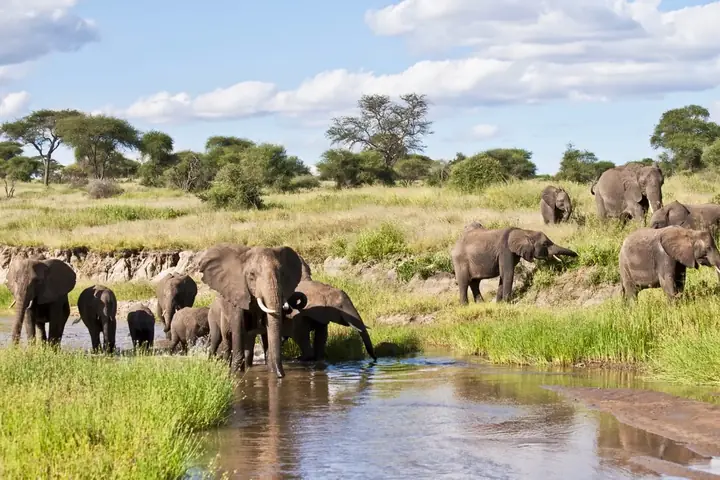 2-Day Ultimate Photography Tarangire Ngorongoro and Lake Manyara Safari From Kilimanjaro International Airport
